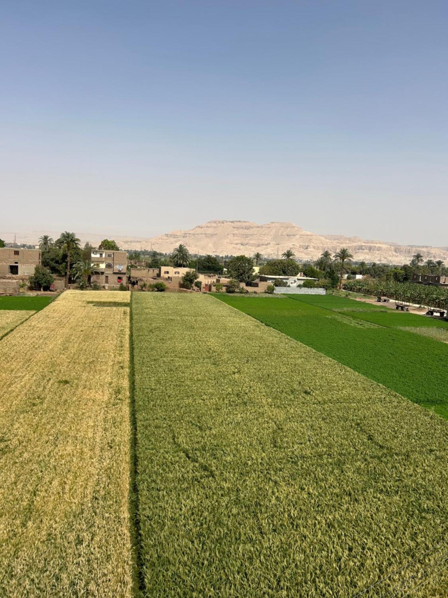 Lemon Tree Apartments Luxor Lel Agalta Екстериор снимка